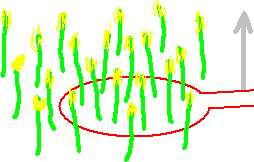 Simulation of a rising Ordinary BoL