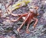 octopus walks on land at Fitzgerald Marine Reserve
